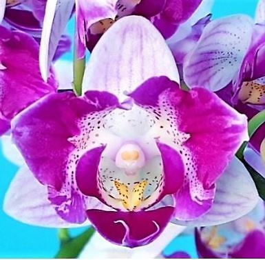 Phalaenopsis 5065 - phalaenopsis, pf-5065