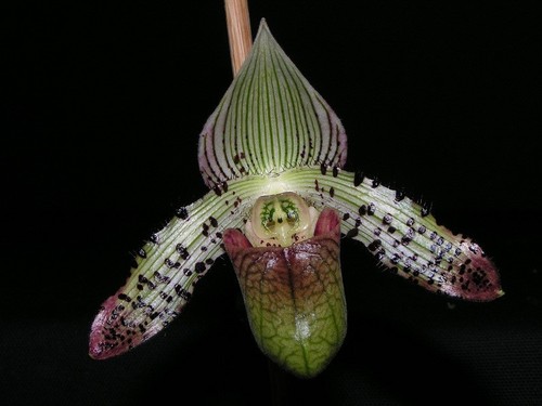 Paphiopedilum argus