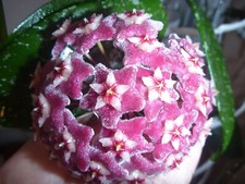 Hoya Pubicalyx - 'Silver