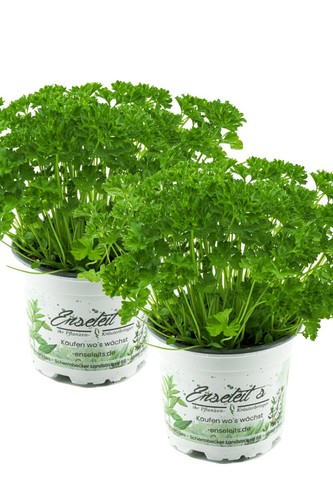 Petersilie petroselinum - 2x,