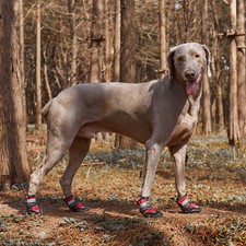 4 Stück Hundeschuhe Stiefel