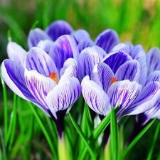 Frühlingskrokus Spring crocus