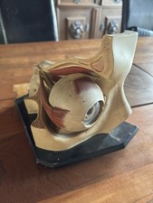 Lehrmodell Menschliches Auge Anatomie Modell Vintage Anatomiemodell Somso ?