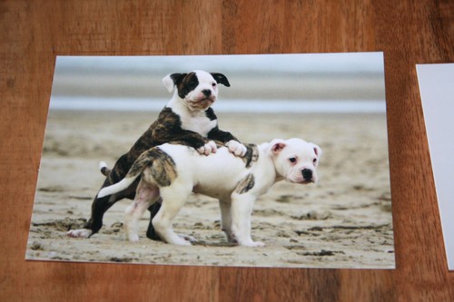 Hunde postkarte von poster xxl - poster,