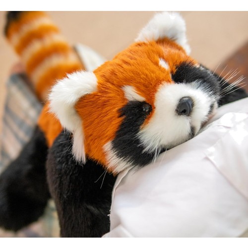 Flauschiger roter panda - flauschiger,