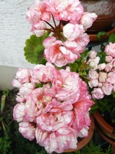 Pelargonie Appleblossom  --