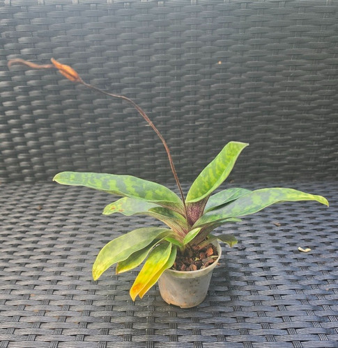 Paphiopedilum wardii orchidee - paphiopedilum,