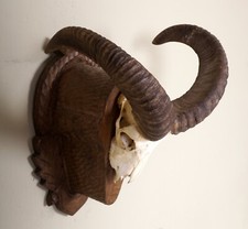 Schönes Mufflongehörn auf