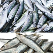 Köderfische Salzwasserfische