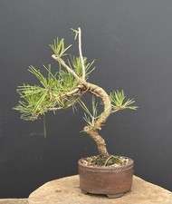 kleine Waldkiefer Bonsai,   Shohin SELTEN Bonsaibaum