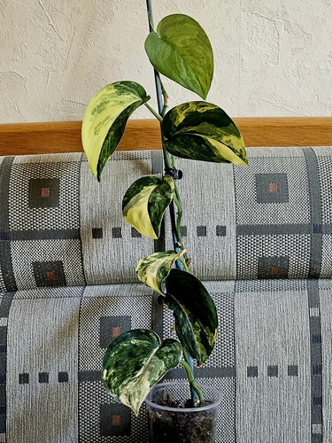 Scindapsus jade satin - scindapsus,