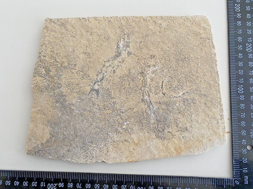 Ammonit fossil versteinerung - ammonit,