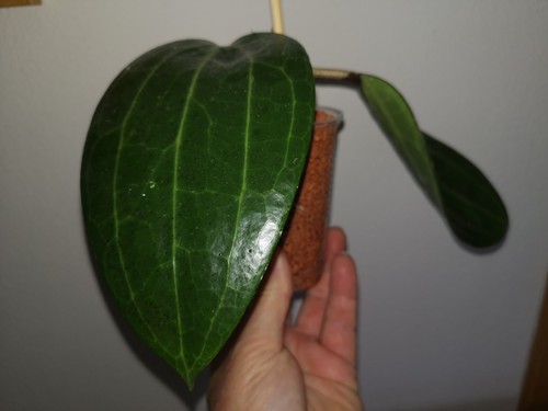 Hoya latifolia - hoya,