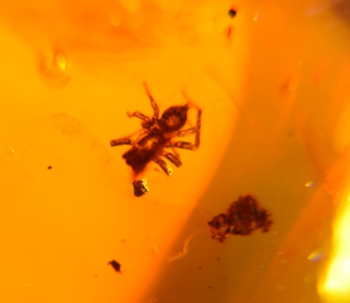 Spinne und wassertropfen aus - spinne,