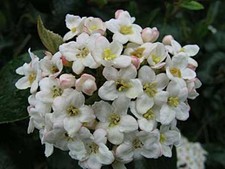 Oster-Schneeball burkwoodii -