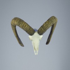 784MU Mufflon jagdtrophae, Wildschaf, Horn 77-77cm C.20cm DE 