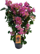 Bougainvillea Pflanze am