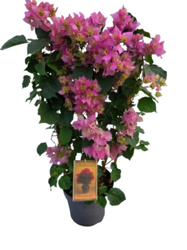 Bougainvillea pflanze - pflanze, am