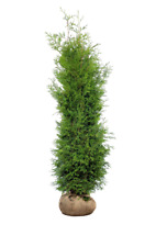 Thuja Brabant -Auswahl: 60–300cm – Lebensbaum, immergrün, schnellwachsend, Hecke