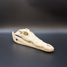 Krokodilschädel Crocodylus