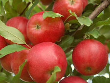 Apfelbaum GALA 100-120 cm hoch wurzelware