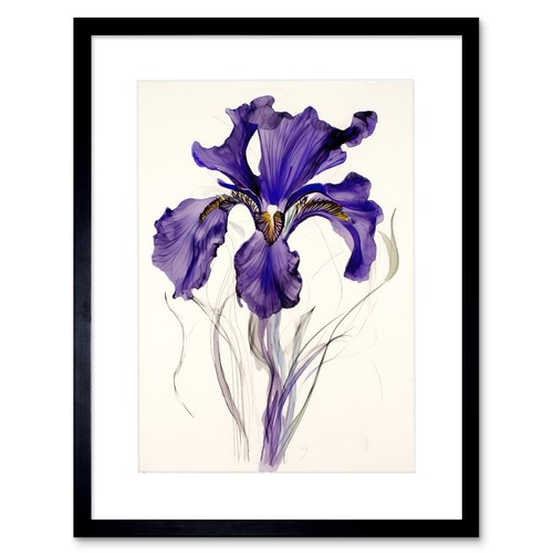 Iris reticulata aquarell blume - reticulata,