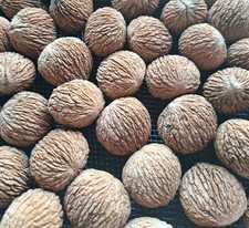 30 St. Schwarznüsse |Black Walnut Naturgetrocknet |Handgesammelt Vom Schwarzwald