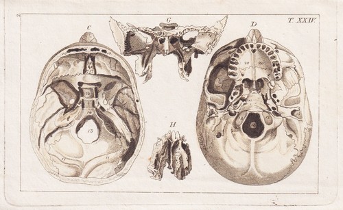 Schädel skull skelett - skelett, medizin