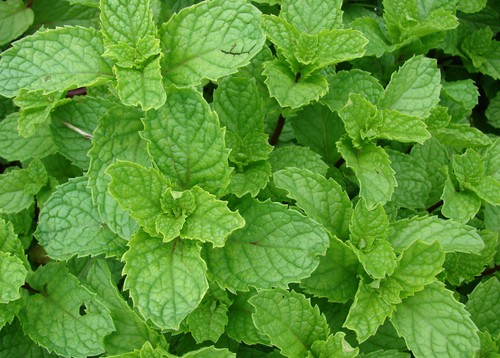 Samen mentha spicata