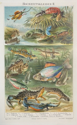 Originalgrafik fauna - originalgrafik,