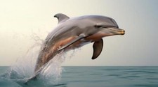 Wandbild: Delphin-Filmhintergrund Generative KI (207237809)