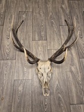 Rothirsch Hirsch Geweih