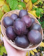 Passionsfrucht 20 Samen -Passiflora edulis- Maracujasamen  Obstsamen 