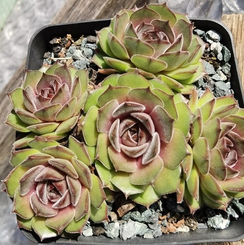 Sempervivum cibola eigene - sempervivum,
