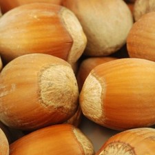 Haselnuss Trapezundski