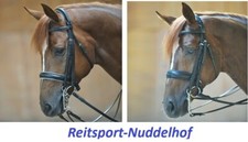 % KAVALKADE Kandare DACIRA -UVP €99,50- Reitsport NuddelHof -NH
