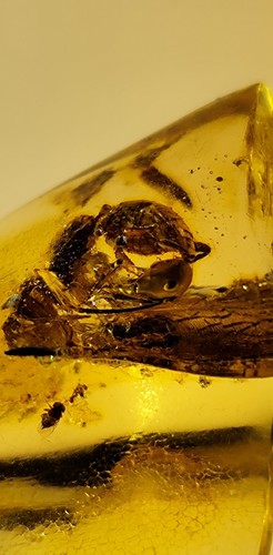 Madagaskar kopal inkluse - kopal, –