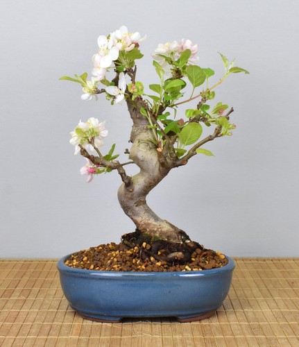 Bonsai outdoor zierapfel - bonsai,
