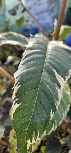 Castanea sativa variegata - sativa,