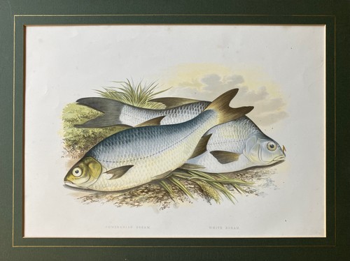 1879 houghton pomeranian - 1879,