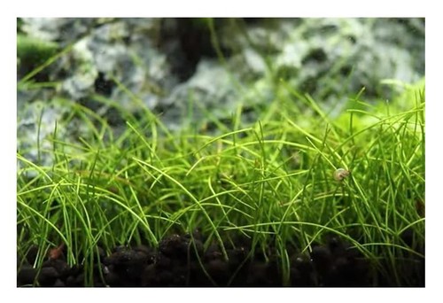 30x eleocharis acicularis mini - eleocharis,