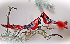 ❀ 2 x Glasvogel Kardinal Rot