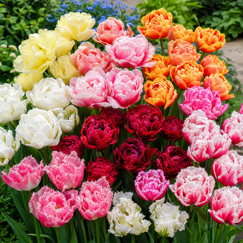 Tulpenzwiebeln gefüllte - 20, &