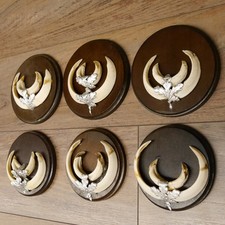 Keilerwaffen 6 Stück Wildschweinwaffen (Sus scrofa) Trophäe Keiler Gewaff 31.68