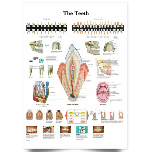 Dental zahnarzt zahn zähne - dental,