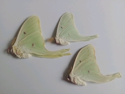 Actias luna motte ssp male - 3,
