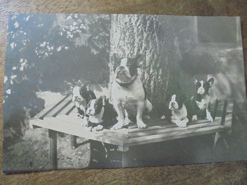 31869 french bully - 31869,
