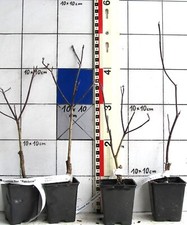 Cornus florida  "Rainbow",   bunter Blumenhartriegel, seltene Sorte