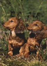 Dackel Dachshund Teckel Hunde dogs Chiens Cani Langhaardackel Teckel 