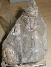 Trilobitendoppel GERASTOS